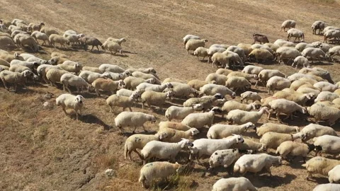 Aerial view of flock of sheep in meadow 2 Stock Footage 294096928