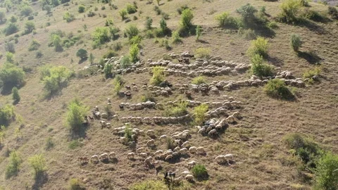 Aerial view of flock of sheep on mountain slope Stock Footage 294096863
