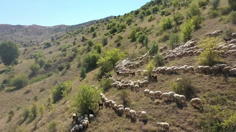 Aerial view of flock of sheep on mountain slope 2 Stock Footage 294096913