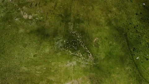 Aerial view of a flock of sheep moving together in bucegi national park, Romania Stock Footage 201443330