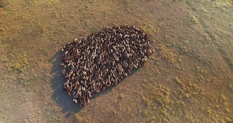 Aerial view of flock of sheep in steppe Stock Footage 106532218