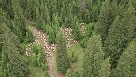 Aerial view of a flock of sheep through a mountain forest in Romania Stock Footage 339793991