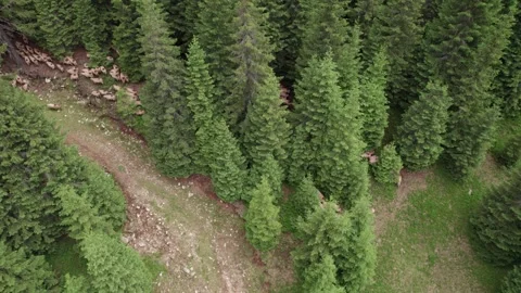Aerial view of a flock of sheep through a mountain forest in Romania 스톡 동영상 339793998