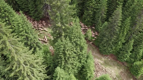 Aerial view of a flock of sheep through a mountain forest in Romania Stock Footage 339793999