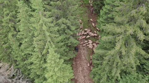 Aerial view of a flock of sheep through a mountain forest in Romania Stock Footage 339794003