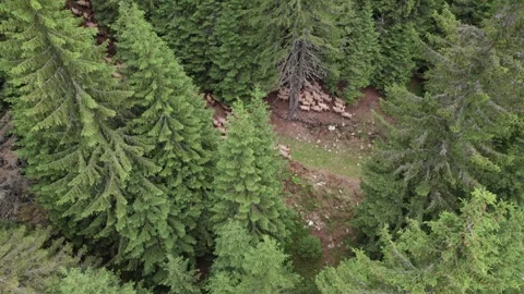 Aerial view of a flock of sheep through a mountain forest in Romania Stock Footage 339794005