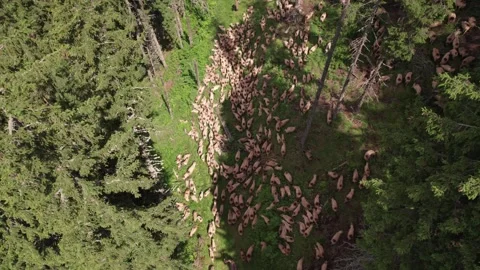 Aerial view of a flock of sheep through a mountain forest in Romania Vídeos de archivo 339794017
