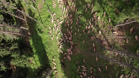 Aerial view of a flock of sheep through a mountain forest in Romania Stock Footage 339794021