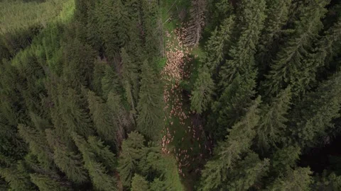 Aerial view of a flock of sheep through a mountain forest in Romania Vídeos de archivo 339794029