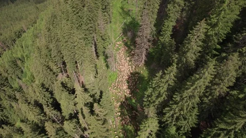 Aerial view of a flock of sheep through a mountain forest in Romania Vídeos de archivo 339794034