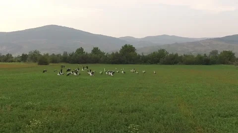 Aerial view of a flock of storks flying over a green field Stock Footage 62811781