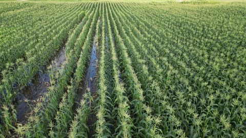 Aerial View Of A Flooded Corn Field After Severe Rain Shower 4K Video stock 248874100