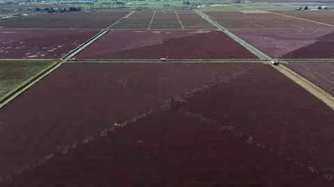 Aerial View Of Flooded Cranberry Fields During Harvest Season In Pitt Meadows Stock Footage 333516472