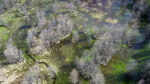 Aerial View Flooded Marsh With Winding Creek And Scattered Reflective Pools Stock-Footage 326023518