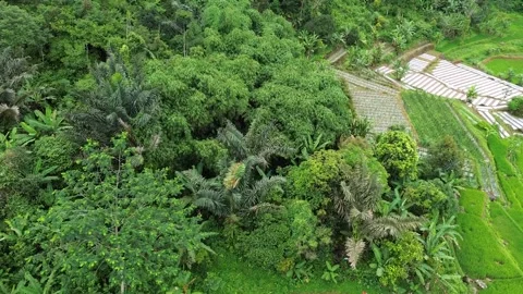 Aerial View of Flooded Paddy Field and Tropical Forest Stock Footage 343859040