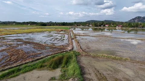 Aerial view of flooded paddy fields with irrigation channels and cloudy sky Stock Footage 344817364