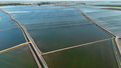 Aerial view of flooded rice fields in Guadalquivir, Andalusia Stock Footage 336140289