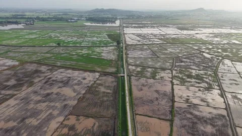 Aerial view of flooded rice fields 库存影片 339849256