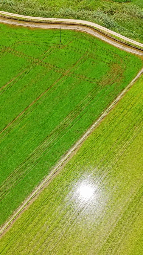 Aerial view of flooded rice fields in Ebro Delta Natural Park, Deltebre Stock Footage 340035409