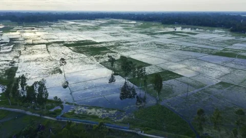 Aerial view of flooded rice fields reflecting the sky, with scattered trees.. Stock Footage 344054455