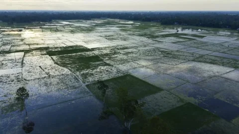 Aerial view of flooded rice fields divided into neat plots, reflecting soft.. Video stock 344054464