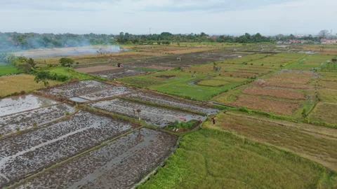 Aerial View of Flooded Rice Fields and Farm Workers in Farmland Stock Footage 345791168