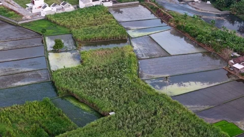 Aerial view of flooded rice fields Vídeos de archivo 346257526