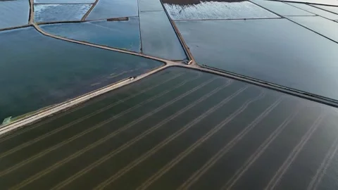Aerial view of flooded rice paddy cultivation fields Stock Footage 335968758