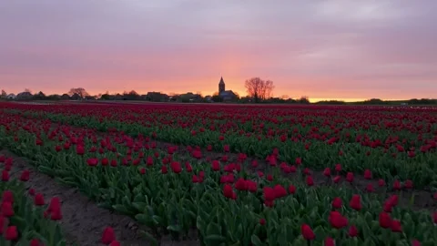 Aerial view of floral fields and church tower near Den Oever at springtime Stock Footage 313153280
