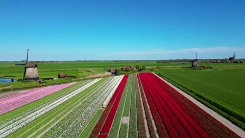 Aerial View on Flower Fields and Windmills in Stompetoren Netherlands Video stock 307778463
