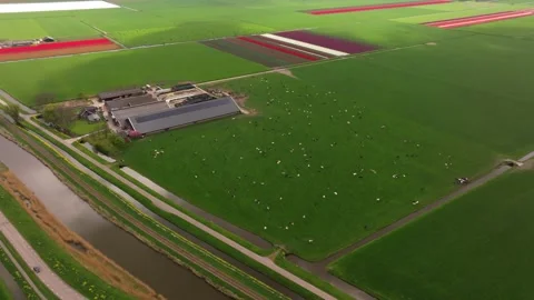 Aerial view of flower fields in full bloom with cattle roaming nearby Stock Footage 313164690