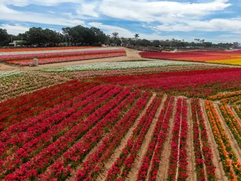 Aerial view of flower fields. Foto stock