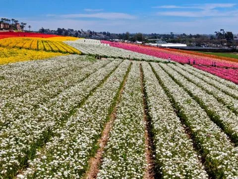 Aerial view of flower fields. Stock Photos