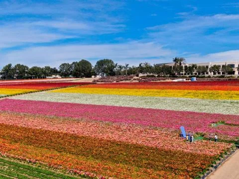 Aerial view of flower fields. Stock Photos