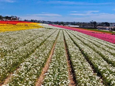 Aerial view of flower fields. Stock Photos