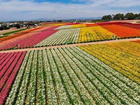 Aerial view of flower fields. Stock Photos