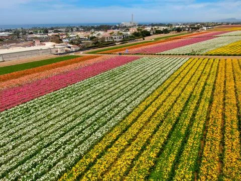 Aerial view of flower fields. Stock Photos