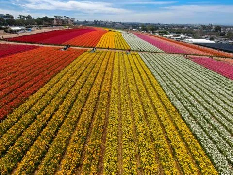 Aerial view of flower fields. Stock Photos