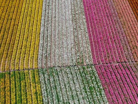 Aerial view of flower fields. Stock Photos