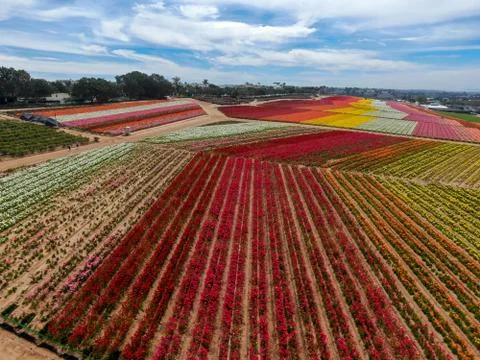 Aerial view of flower fields. Stock Photos