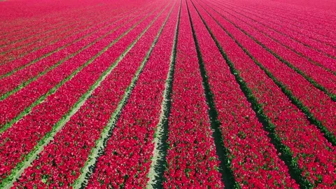 Aerial view of flower fields in springtime, located between in the Netherland Stock Footage 153523093