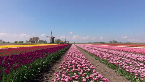 Aerial view of flower fields surrounding heritage windmill in Netherlands Stock Footage 313367241