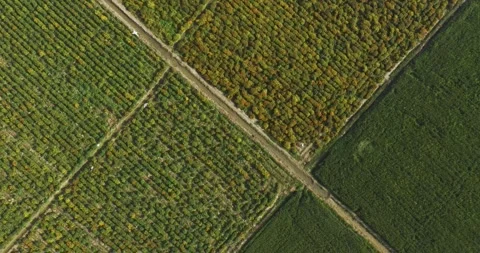 Aerial View of flower plants in rectangular plots, 4k footage 库存影片 329668097