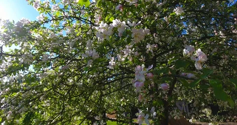 Aerial view of a flowering apple trees garden in the spring - 2 動画素材 89826461