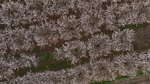 Aerial view of flowering cherry trees on farmland in morning light, France Stock Footage 312063444