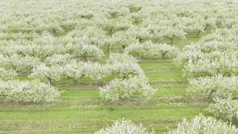 Aerial view of flowering fruit trees in an orchard, Lithuania. Stock Footage 344997436