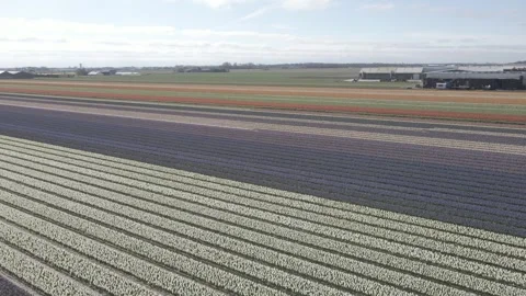 Aerial view of flowering hyacinth fields, holland Video stock 244446636