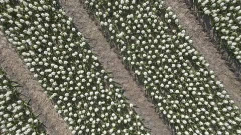 Aerial view of flowering hyacinth fields, holland Stock-Footage 244447091