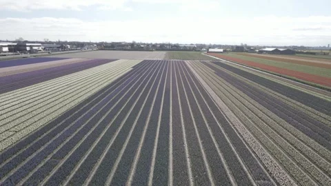 Aerial view of flowering hyacinth fields, holland Stock Footage 244449147