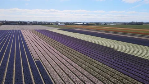 Aerial view of flowering hyacinth fields, holland Stock-Footage 244449253